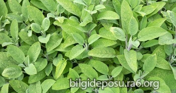 Adaçayının faydaları nelerdir? Nasıl kullanılır?
