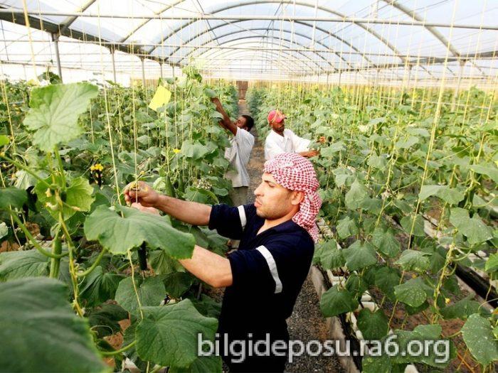 Topraksız tarım salatalık ve domates serasında işçiler