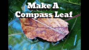 Making compass from a leaf and needle - Camping activities for preschoolers